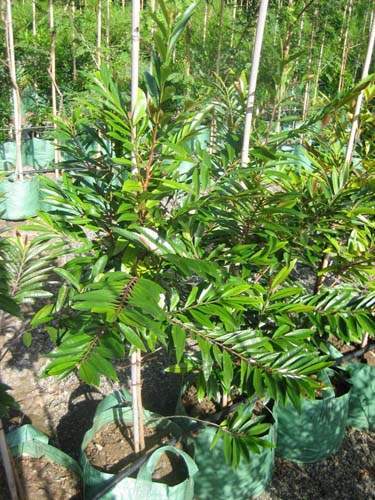 Horticulture d'espèces rares Sainte-Marie