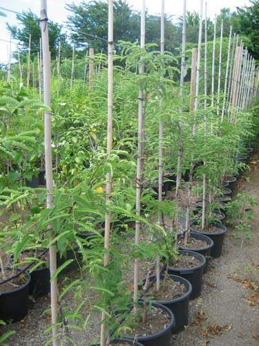 Vente de plantes et arbres Sainte-Marie