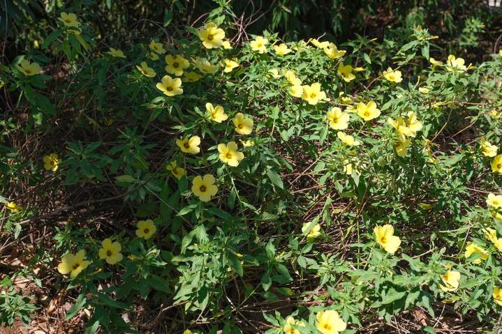 Plantation fleurs Sainte-Marie
