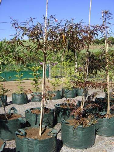 Pépinière pour la restauration écologique Sainte-Marie