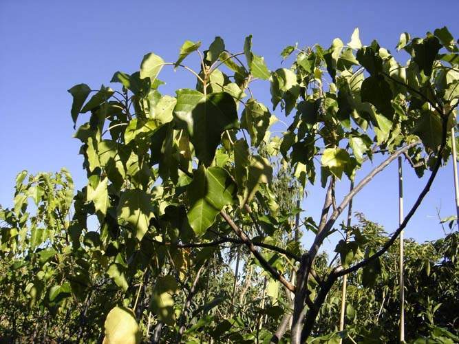 Vente de plants fruitiers Sainte-Marie
