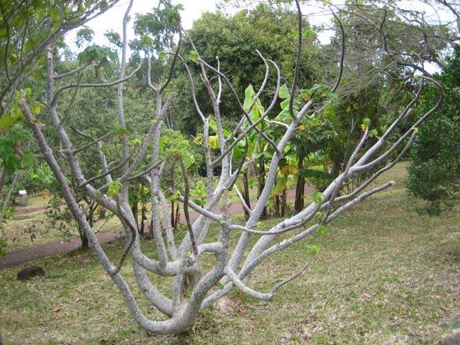 Conservation de plantes insulaires Sainte-Marie