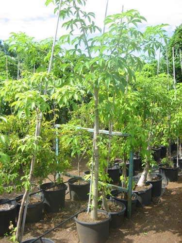 Spécialiste en arbres et semences Sainte-Marie