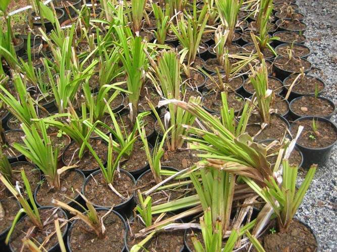 Jardinerie de plantes à feuillage décoratif Sainte-Marie