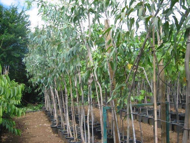 Jardinerie et horticulture Sainte-Marie