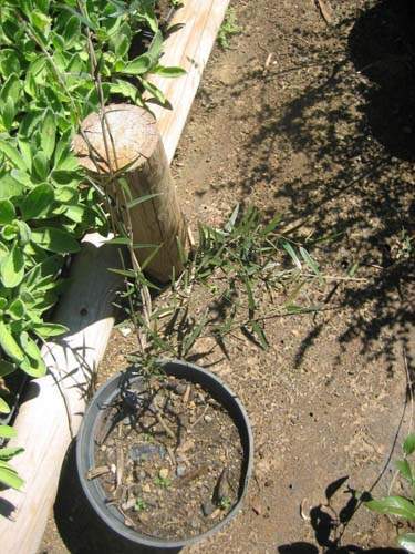 Culture de flore endémique Sainte-Marie