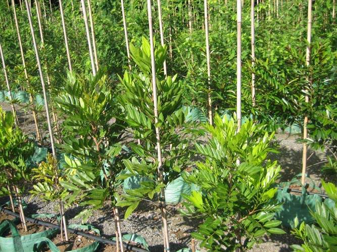 Fournisseur de plantes natives Sainte-Marie