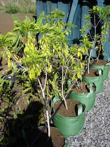 Production de végétaux locaux Sainte-Marie