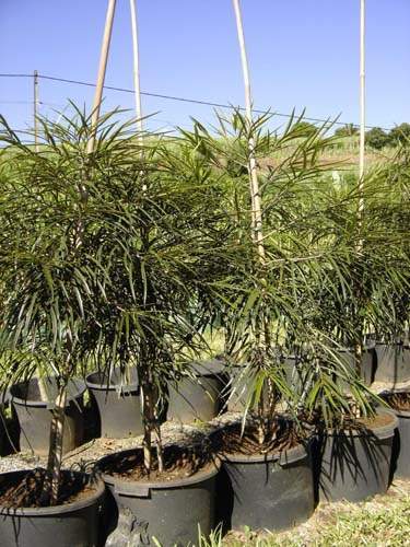 Pépinière biodiversité locale Sainte-Marie