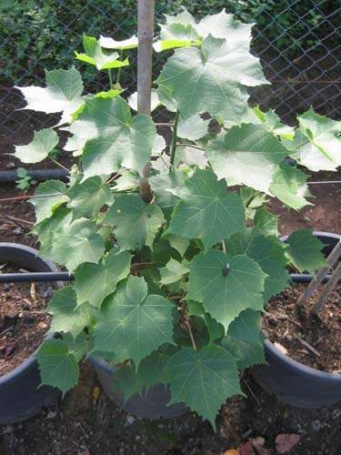 Culture de flore endémique Sainte-Marie