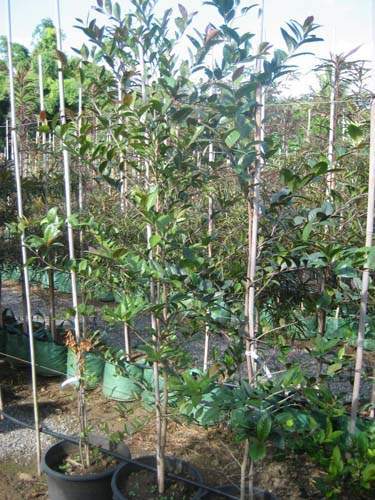 Vente d'arbres et plantes originelles Sainte-Marie