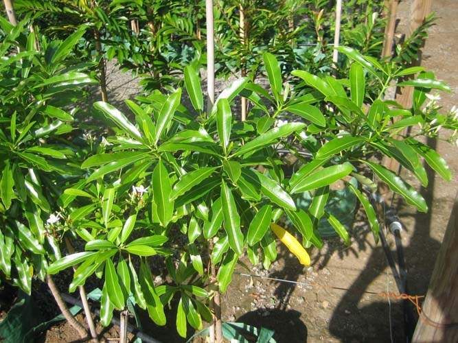 Conservation de plantes insulaires Sainte-Marie
