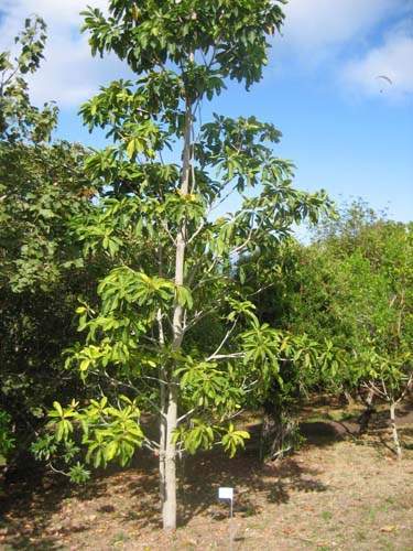 Horticulture d'espèces rares Sainte-Marie