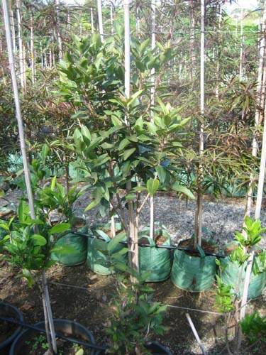 Fournisseur de plantes natives Sainte-Marie