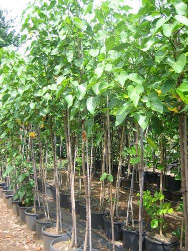 Pépinière spécialisée en espèces indigènes Sainte-Marie