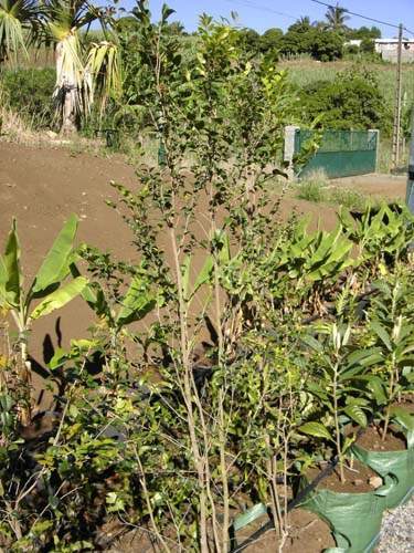 Spécialiste des plantes du terroir Sainte-Marie