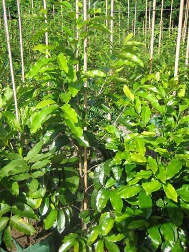 Pépinière pour la restauration écologique Sainte-Marie