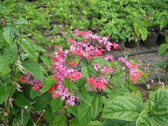 Plantes et arbustes pour treillis Sainte-Marie