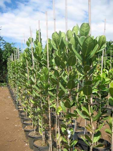 Commerce de fleurs et végétaux Sainte-Marie