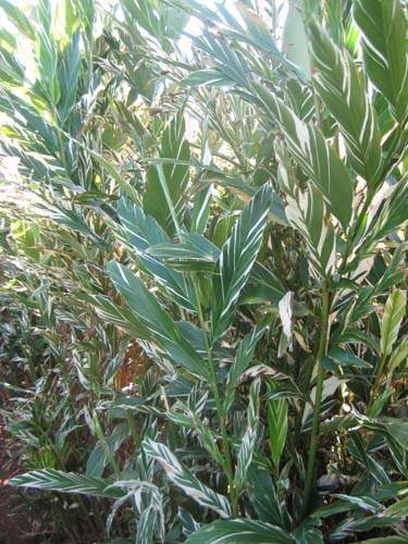 Vente de plantes aromatiques et médicinales Sainte-Marie