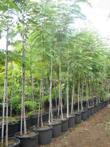 Producteur de végétaux Sainte-Marie