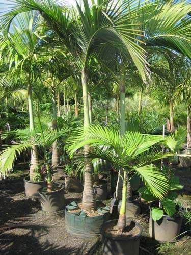 Pépinière de Phoenix et Trachycarpus Sainte-Marie