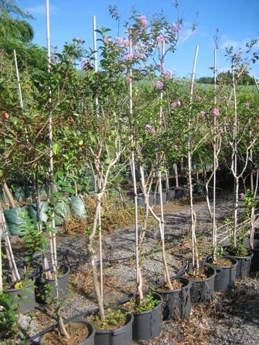 Vente de plantes et arbres Sainte-Marie