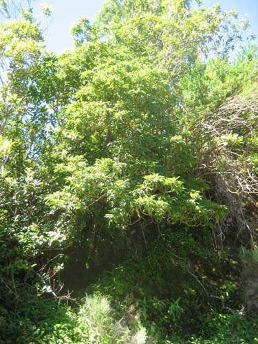 Vente d'arbres et plantes originelles Sainte-Marie