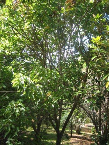 Horticulture d'espèces rares Sainte-Marie