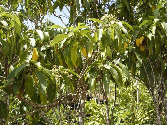 Pépinière pour la restauration écologique Sainte-Marie