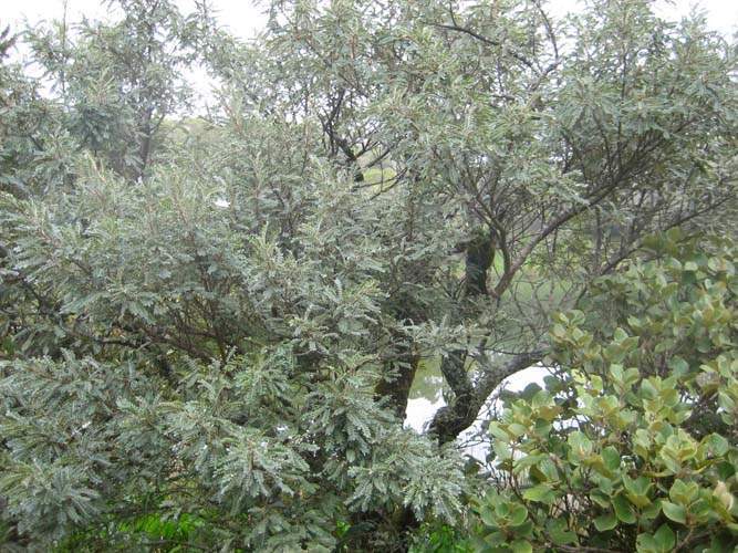 Production de végétaux locaux Sainte-Marie