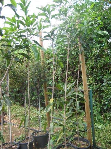 Spécialiste des plantes du terroir Sainte-Marie