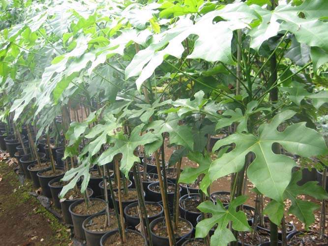 Culture de jeunes plants Sainte-Marie