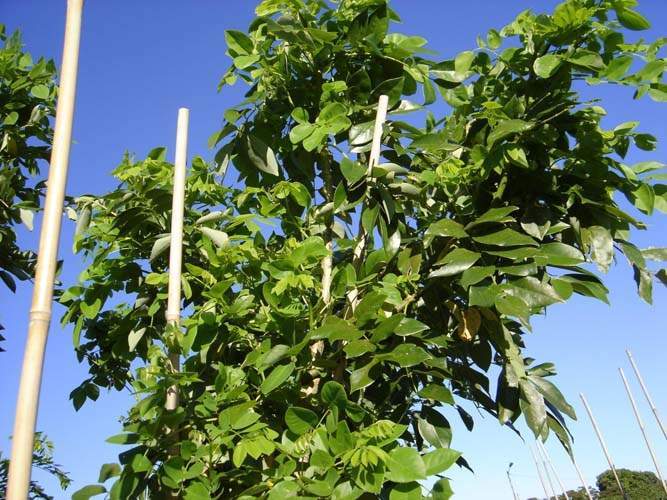 Fournisseur d'arbustes d'ornement Sainte-Marie