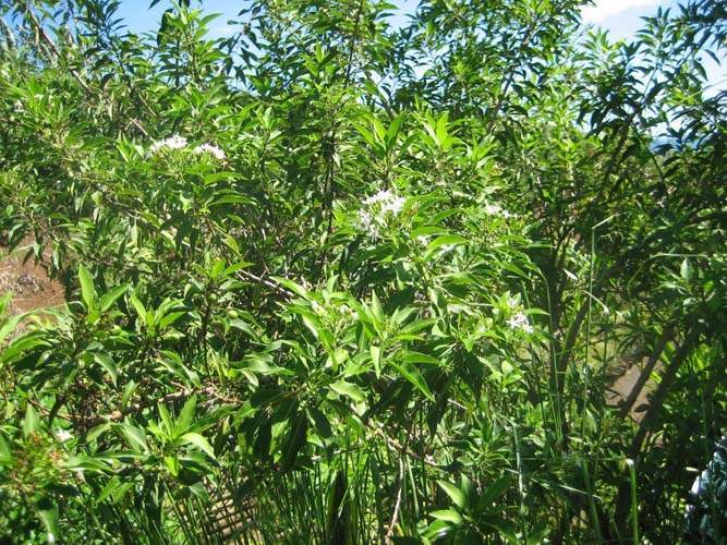 Horticulture d'espèces rares Sainte-Marie