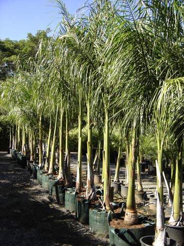 Fournisseur d'espèces de palmiers Sainte-Marie