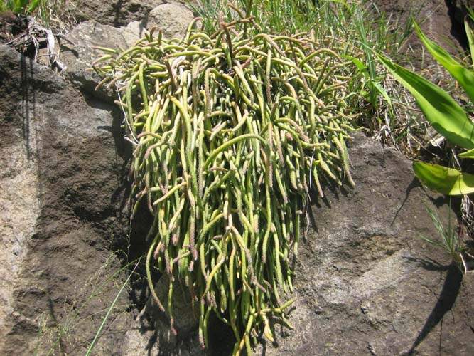 Culture de flore endémique Sainte-Marie