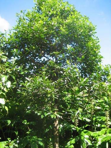 Fournisseur de plantes natives Sainte-Marie