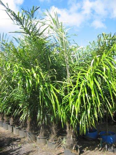 Production de palmiers et cocotiers Sainte-Marie
