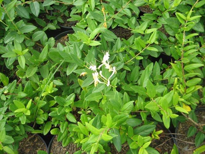 Spécialiste des plantes palissées Sainte-Marie