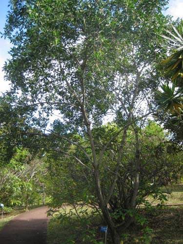 Conservation de plantes insulaires Sainte-Marie