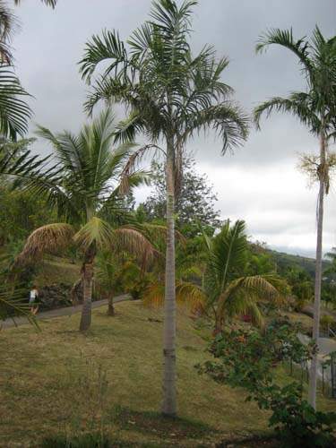 Vente de palmiers ornementaux Sainte-Marie