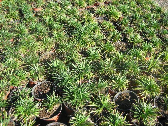 Pépinière de graminées ornementales Sainte-Marie