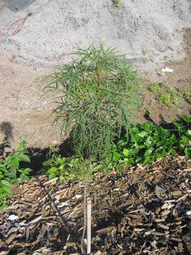 Pépinière spécialisée en espèces indigènes Sainte-Marie