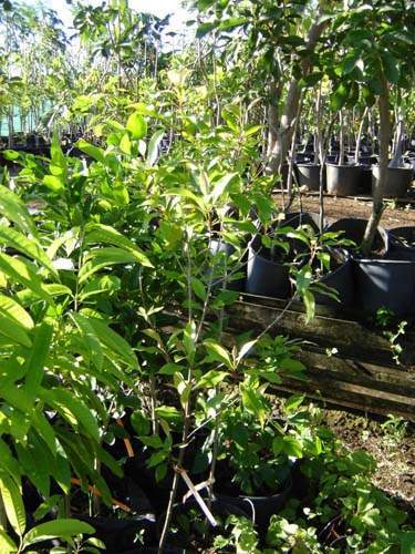 Commerce de fleurs et végétaux Sainte-Marie