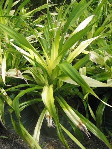 Pépinière spécialisée en Arecaceae Sainte-Marie
