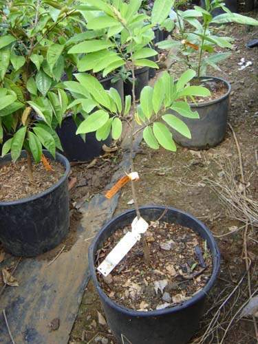 Exploitation horticole Sainte-Marie