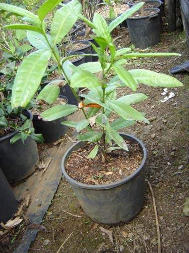 Vente de plants fruitiers Sainte-Marie