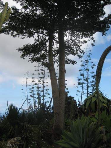 Collection de cactus et crassulacées Sainte-Marie