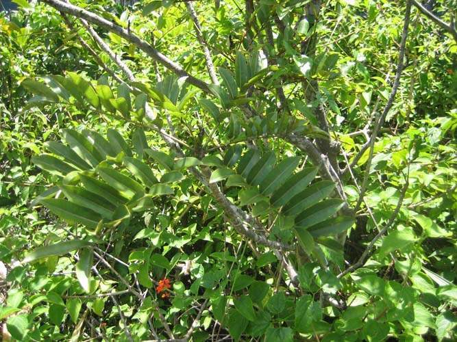 Vente d'arbres et plantes originelles Sainte-Marie